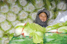 政府今冬明春调运储存5.5万吨蔬菜的 菜篮子 工程启动